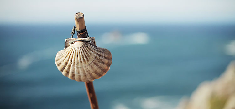 The Shell of St. James on the Camino de Santiago