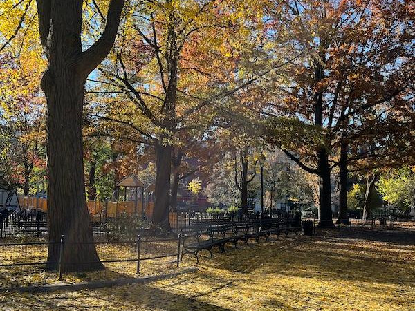 picture of fall leaves in Washington Square Park