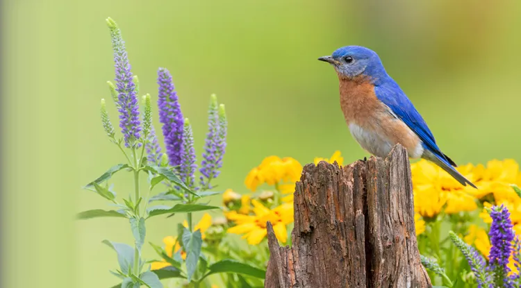 photo of a bird in the foreground with flowers in the background