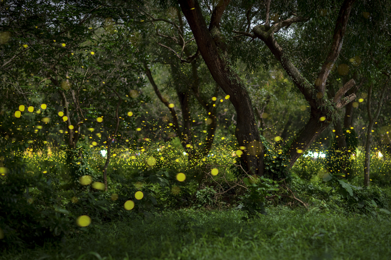 image of fireflies in a park