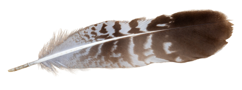 photo of a feather