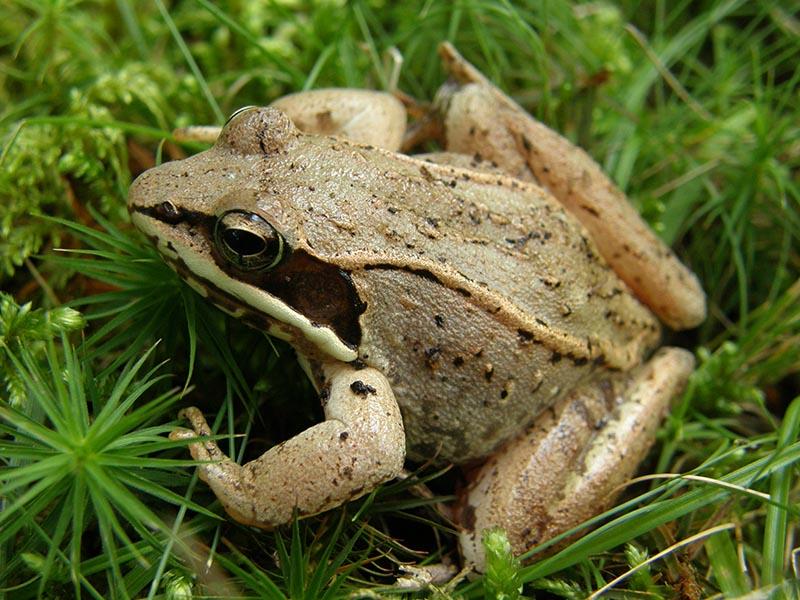 photo of wood frog