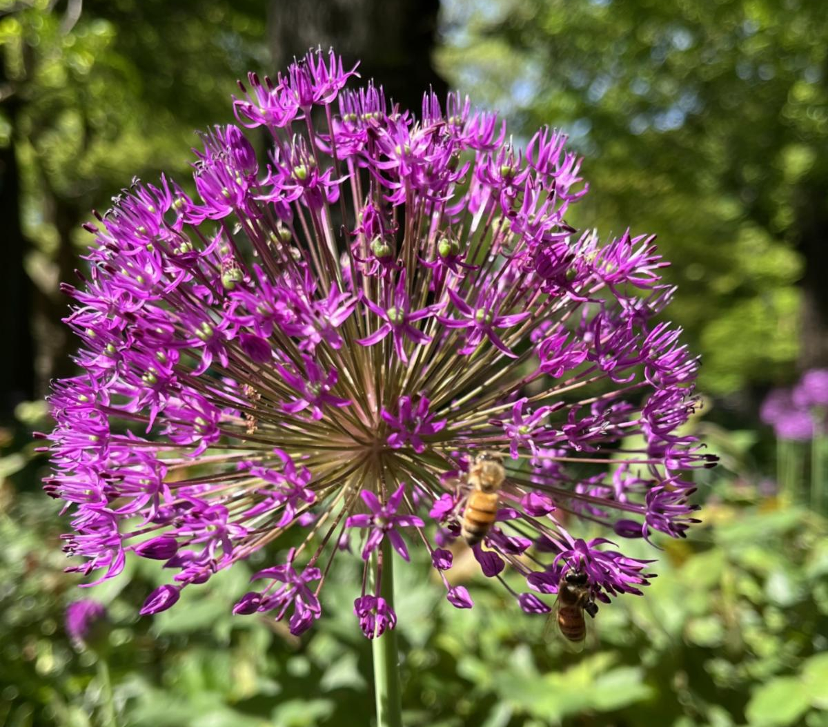 A honey bee landing on a purple flower